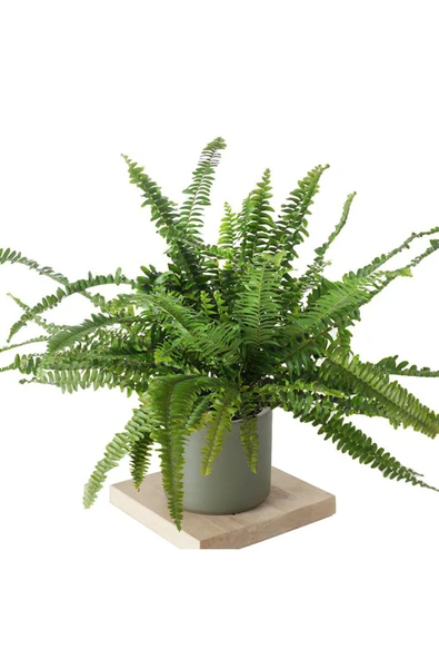 Nephrolepis (Ask Merdiveni Bitkisi) - Large ürün görseli 1