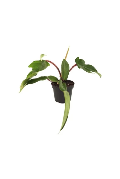 Philodendron Squamiferum - 13 Cm Plastik Saksıda ürün görseli 1