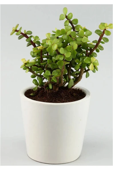Portulacaria Afra Para Ağacı Fil Azlığı ürün görseli 1
