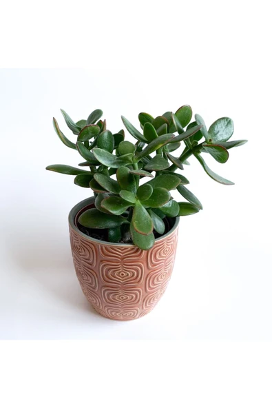 Crassula Ovata - Para Çiçeği 'turuncu Saksılı' ürün görseli 1
