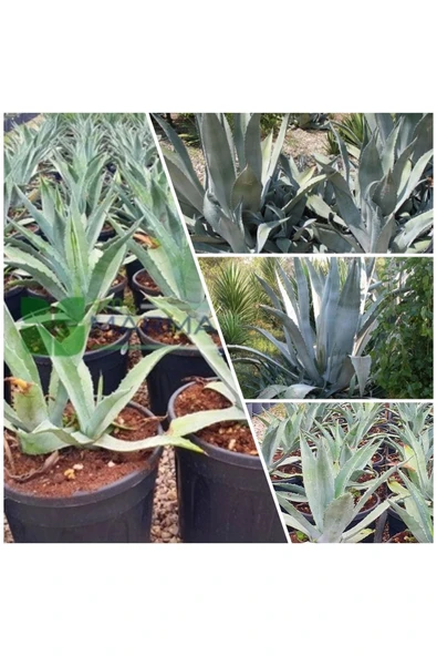 Agave Salmiana Saksılı Doğa Flora ürün görseli 1