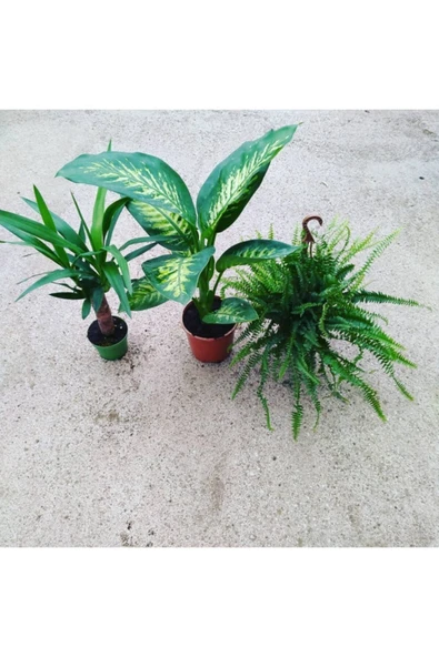 3 Çiçek 1 Arada Aşk Merdiveni Tropik Boy 45 Cm Yucca Tekli Boy 40cm ürün görseli 1