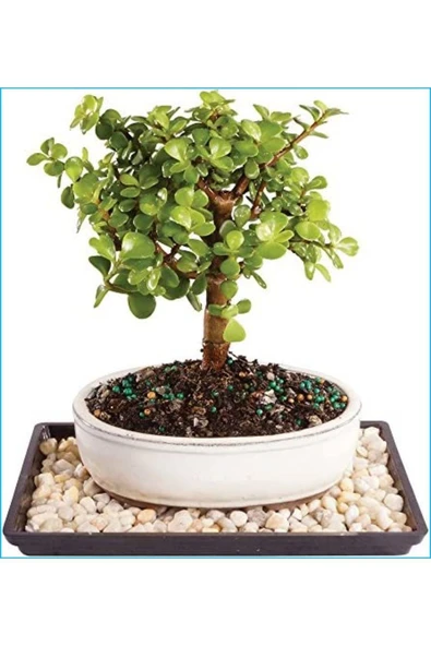 Para Ağacı Crassula Ovata ürün görseli 1