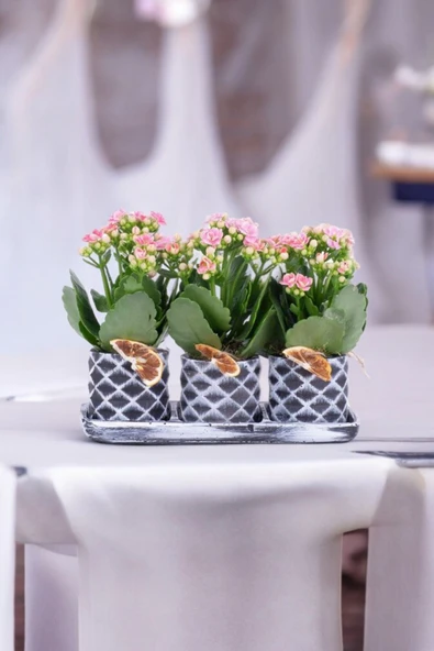 Dekoratif Taş saksılarda kalanşo bitkileri kalanchoe 001l ürün görseli 1