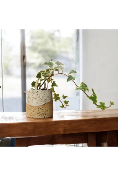 Stoneware Seramik Saksıda Alacalı Hedera Sarmaşığı - Resim 6