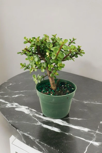 Para bonsai orta boy odunsu gövde Afra para çiçeği - Resim 5