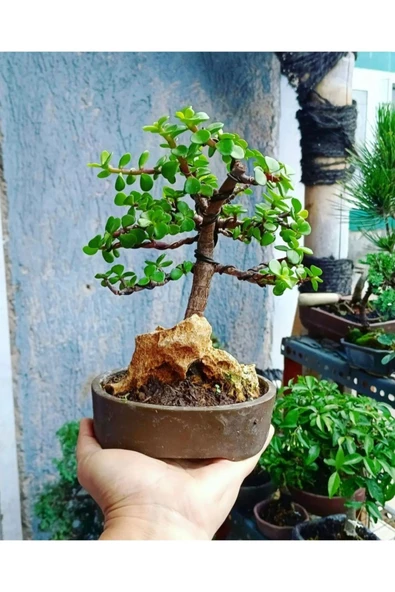 Bonsai Para Ağacı Dekoratif Saksıda - Resim 2