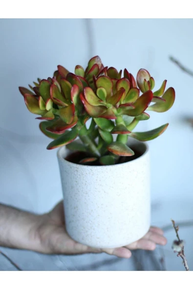 Crassula Ovata Bereket Çiçeği, Beyaz Seramik Saksıda ürün görseli 1