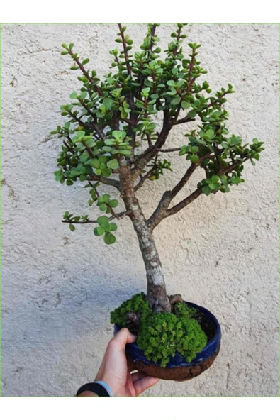 Para Ağacı Afra Bonsai Üretim Saksısında ürün görseli 1