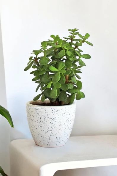 Bolluk bereket bitkisi para çiçeği 01papeka - Resim 3