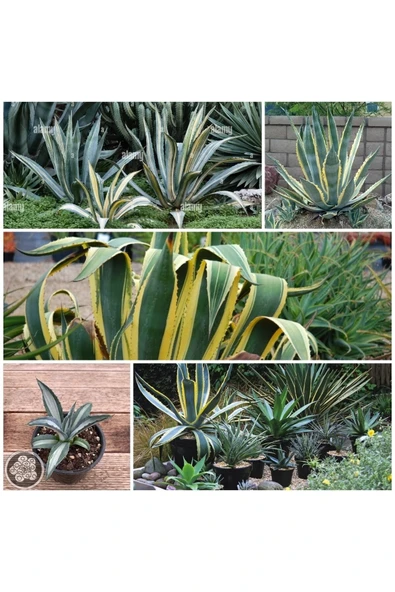 Agave Americana Fidesi Kampanya ürün görseli 1