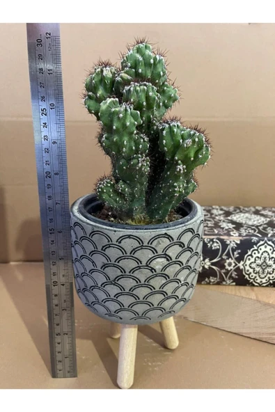 Cereus Peruvianusun Cristata 12*9 Cm Beton Ayaklı Saksıda Radyasyon Emici Kaktüs Iç Mekan Bitkisi ürün görseli 1