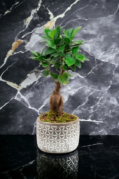 Dekoratif saksıda Bonsai - Resim 2
