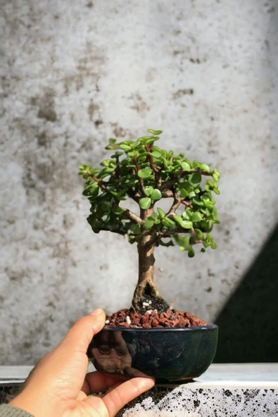 Bonsai para ağacı dekoratif saksıda ürün görseli 1