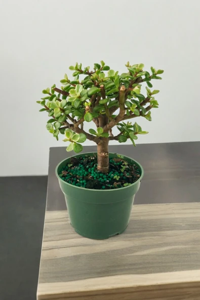 Para bonsai orta boy odunsu gövde Afra para çiçeği - Resim 4