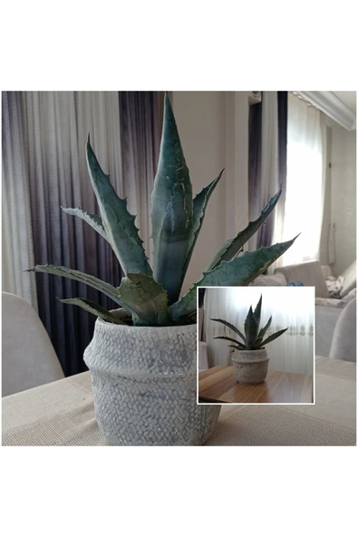 Dekoratif Saksıda Agave Americana ürün görseli 1