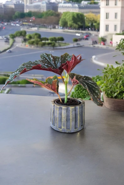 Beton Sütün Saksıda Çilli Begonya 01 - Resim 4