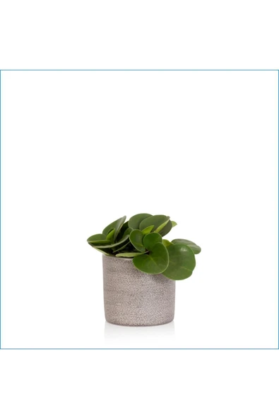 Ofis Hediyesi Peperomia Obtusifolia Seramik Saksılı ürün görseli 1