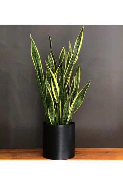 Seramik Saksılı Çok Köklü Paşa Kılıcı Sansevieria ürün görseli 1