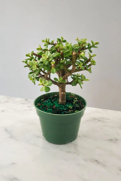 Para bonsai orta boy odunsu gövde Afra para çiçeği 001be ürün görseli 1