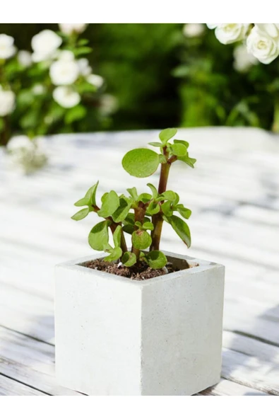 Mini Taş Saksıda Para Bonsai ürün görseli 1
