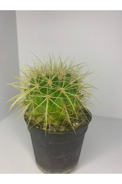 Echinopsis Altın Fıçı ürün görseli 1
