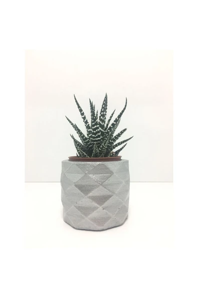 Geometrik Beton Saksı Ve Canlı Sukulent - Ye1606 ürün görseli 1