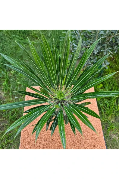 Madagaskar Palmiyesi 20 cm 12 lik Saksıda ürün görseli 1