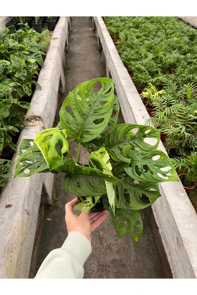 Monstera Adansonii-Monkey Mask-İthal (maymun maskesi monstera) - Resim 2