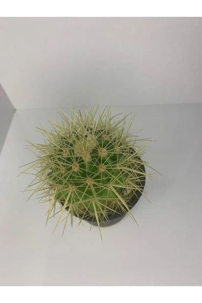 Echinopsis Altın Fıçı - Resim 2