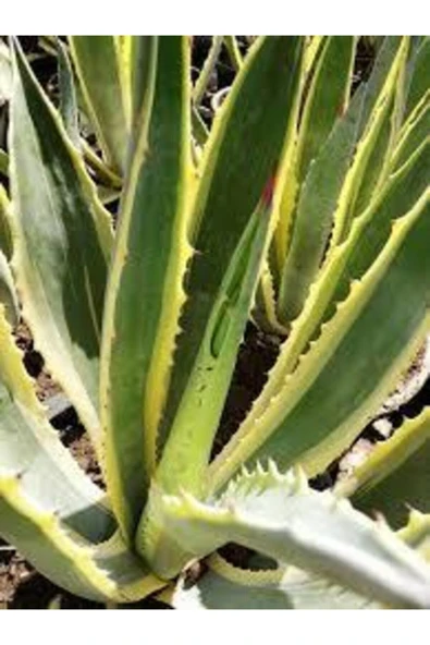 Agave Fidanı ürün görseli 1