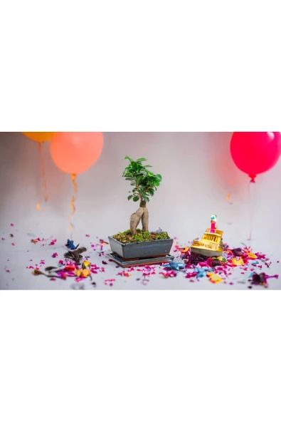 Doğum günlerine özel saksıda bonsai - Resim 2