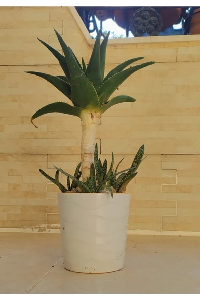 Afrika Bonsai ürün görseli 1