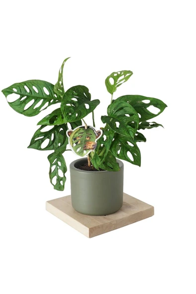 Monstera Adansonii (Deve Tabanı Bitkisi) ürün görseli 1