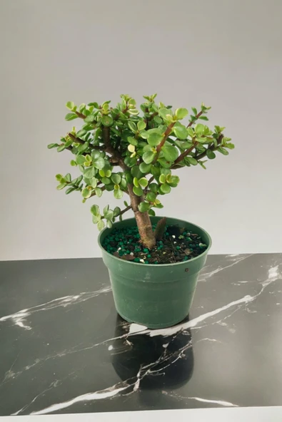 Para bonsai orta boy odunsu gövde Afra para çiçeği - Resim 6