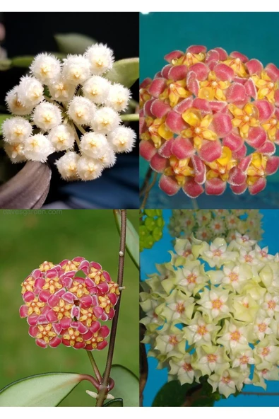 4 çeşit özel tür mum fidanı 4 ayrı saksıda ürün görseli 1