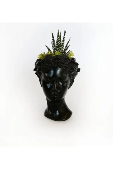 Atena Serisi Haworthia ürün görseli 1