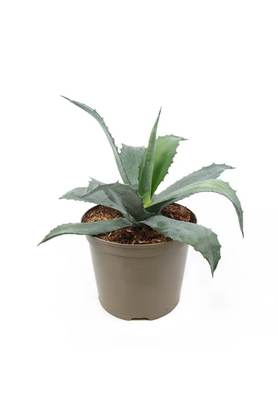 Agave Americana - Sabır Ağacı - Yüzyıl Bitkisi 12 cm Plastik Saksıda ürün görseli 1