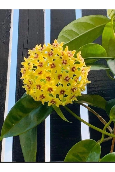Sarı Kırmızı Mum Çiçeği Fidanı - Resim 3