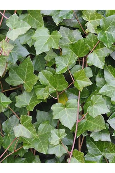 20-50 cm Duvar Sarmaşığı (Hedera helix) Fidanı - Kaya ve Duvarlar İçin Dayanıklı Tırmanıcı Bitki ürün görseli 1