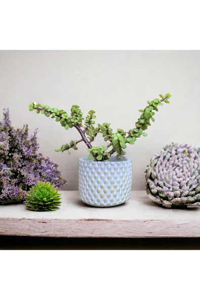 Hediyelik Bonsai Para - Resim 2