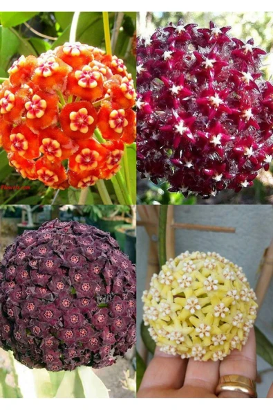 4 çeşit mum çiçeği (turuncu kırmızı mor ve sarı) ürün görseli 1