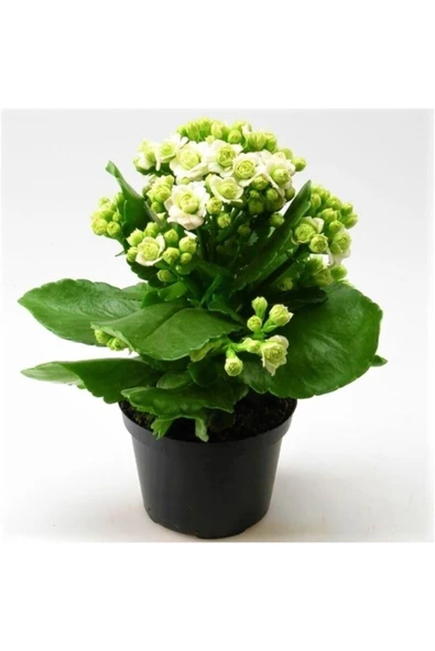 Beyaz Çiçekli Kalanşo ( Kalanchoe ) Çiçeği Ithal Büyük Boy ürün görseli 1