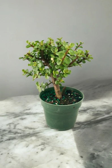Para bonsai orta boy odunsu gövde Afra para çiçeği - Resim 2