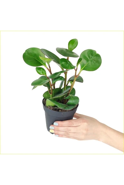 Peperomia Umut Bitkisi Peperomya Adanadoğaçiçekçilik ürün görseli 1