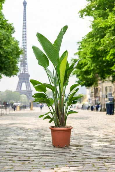 3 gövdeli starriçe plastik üretim saksısında 140-150 cm ürün görseli 1