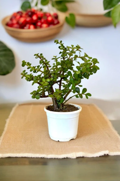 Orta Boy Para Bonsai Para Çiçeği 12 cm saksıda 001 ürün görseli 1