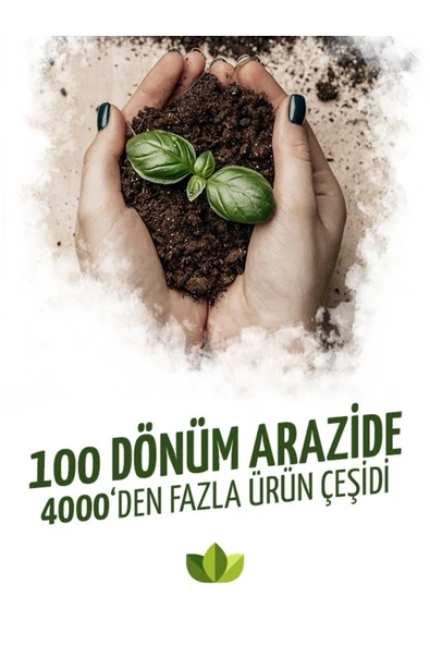 30 Adet Şeker Begonya Fidesi 5cm-15cm - Resim 4