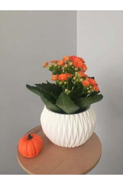 Beton Saksı Da Kalanchoe ürün görseli 1
