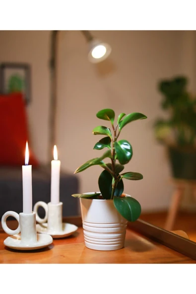 Peperomia ürün görseli 1